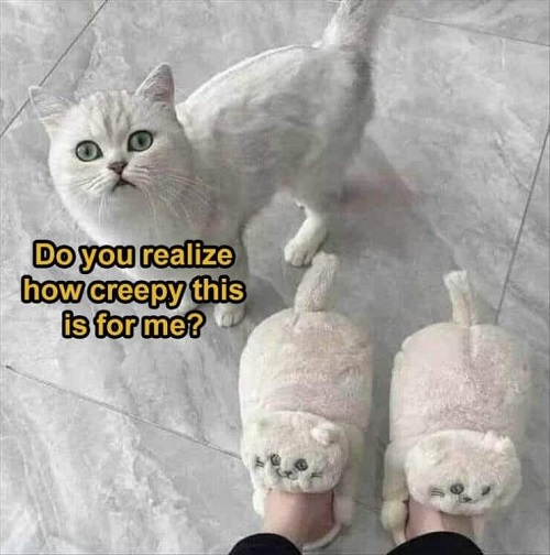 cat slippers.jpg